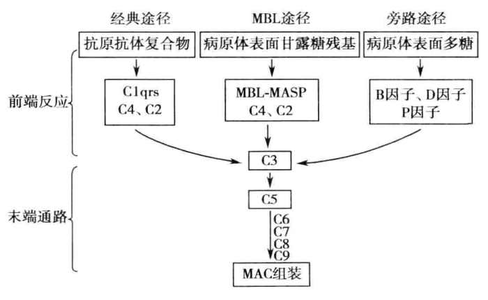 图4-7 补体三条激活途径示意图